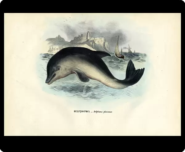 Harbour Porpoise, 1863-79 (colour litho)