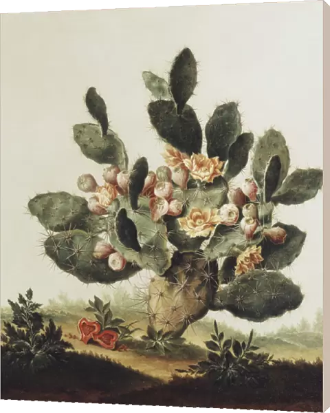 Still life of a cactus (oil on canvas)