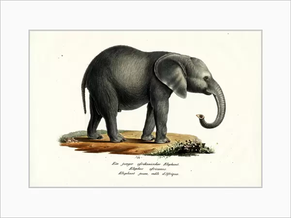 Young African Elephant, 1824 (colour litho)