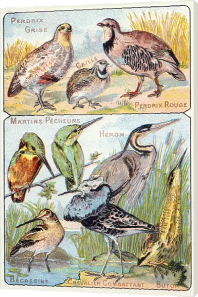 Plate 3 top: Grey Partridge, Quail, Red Partridge. Bottom: Kingfishers, Heron, Becassine