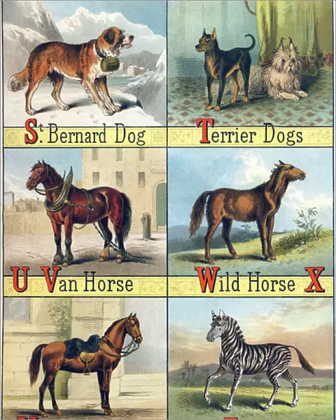 Letters S, T, V, W, Y and Z: St Bernard Dog; Terrier Dogs; Van Horse; Wild horse