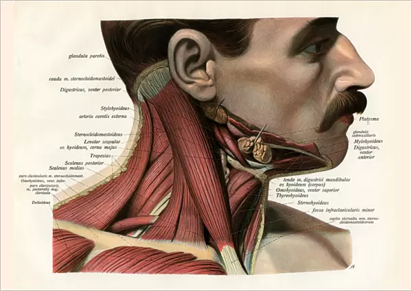 Lateral View of the Muscles and Glands of the Human Neck, 1906 (engraving)