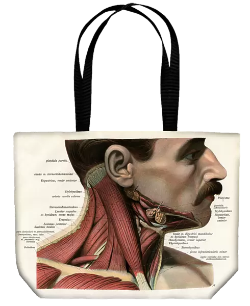 Lateral View of the Muscles and Glands of the Human Neck, 1906 (engraving)