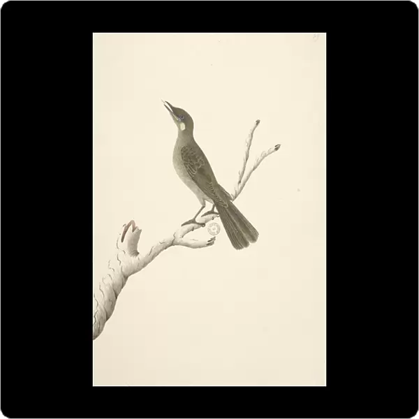 Page 68. Natural size, August Lewin Honeyeater Meliphaga Lewinii, 1791-92 (w  /  c)