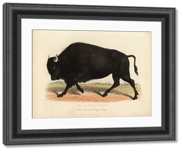 American bison or buffalo, Bison bison