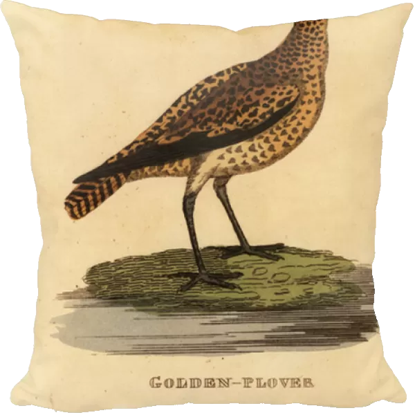 European golden plover, Pluvialis apricaria