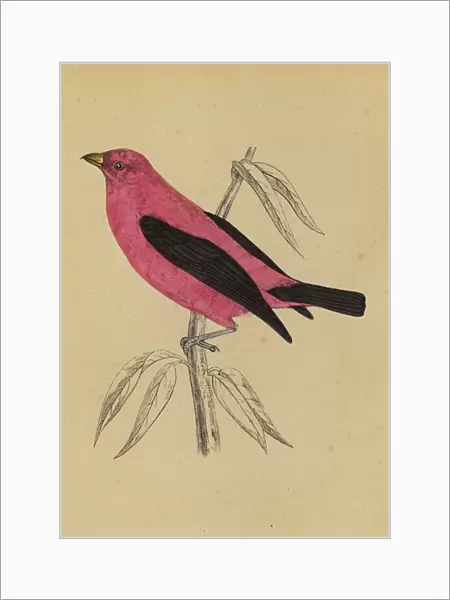 Scarlet Tanager (colour litho)