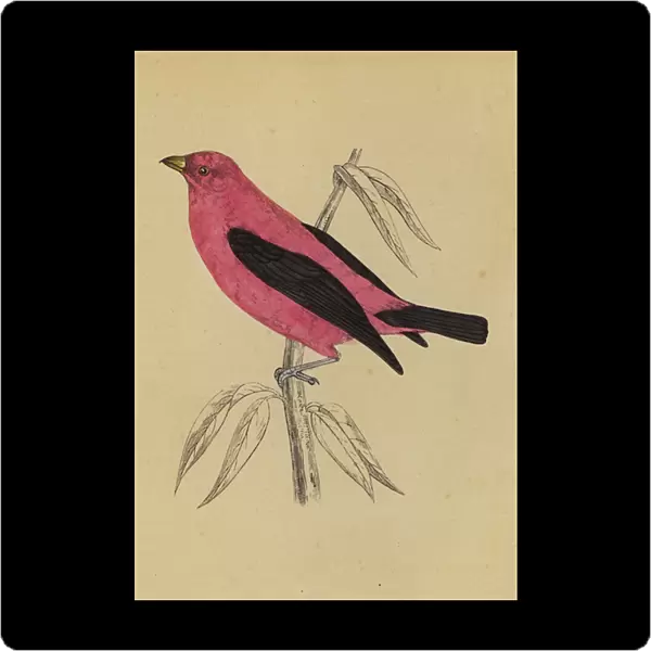 Scarlet Tanager (colour litho)