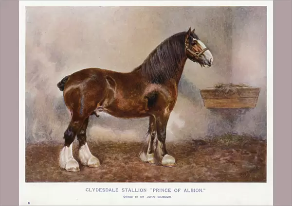 Clydesdale Stallion 'Prince of Albion'(colour litho)