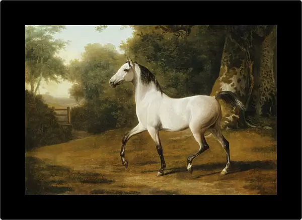 A Grey Arab Stallion in a Wooded Landscape, (oil on canvas)