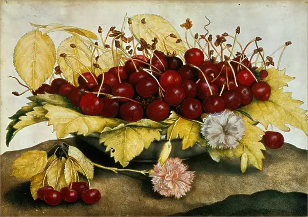 Cherries and Carnations (w  /  c on parchment)