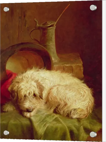 A Terrier. CW12183 A Terrier by Marshall, John Fitz 