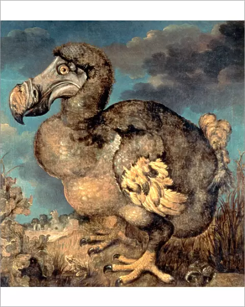 The Dodo, 1651 (oil on canvas)