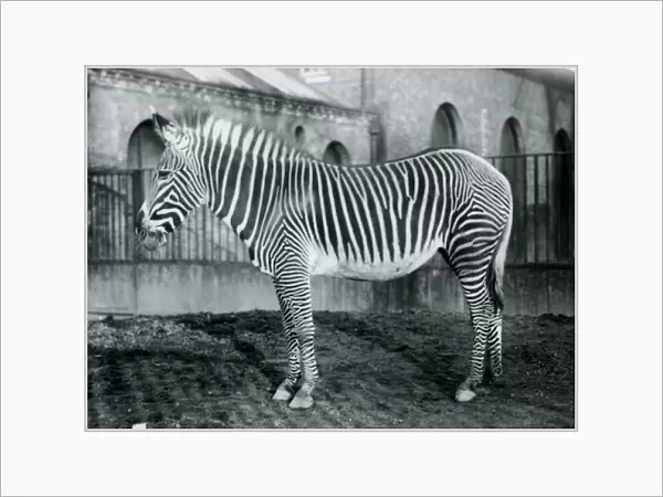 Female Grevys Zebra, or Imperial Zebra, Jennie