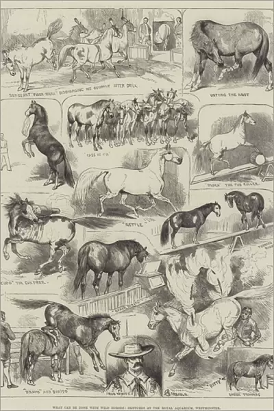 What can be done with Wild Horses, Sketches at the Royal Aquarium, Westminster (engraving)
