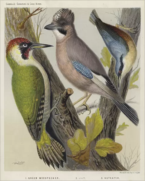 Green Woodpecker, Jay, Nuthatch (colour litho)