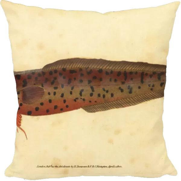 Shore rockling, Gaidropsarus mediterraneus (Three-bearded cod or rockling, Gadus tricirratus). Handcoloured copperplate drawn and engraved by Edward Donovan from his Natural History of British Fishes, Donovan and F. C. and J