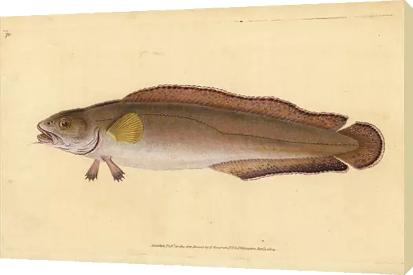 Cusk or tusk, Brosme brosme (Brosme or Scotch torsk, Gadus brosme). Handcoloured copperplate drawn and engraved by Edward Donovan from his Natural History of British Fishes, Donovan and F. C. and J. Rivington, London, 1802-1808