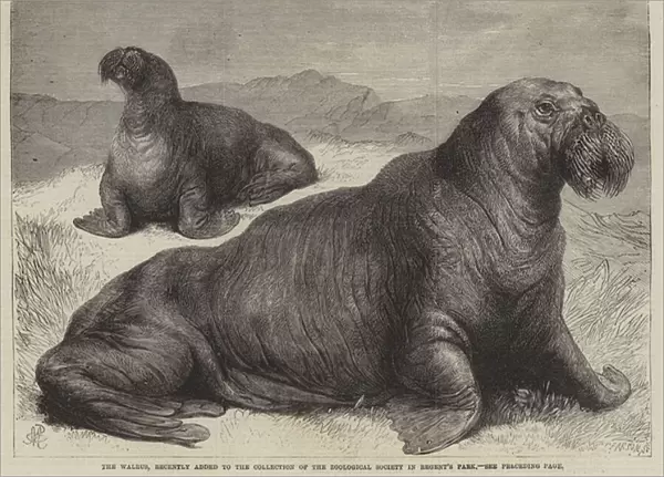 The Walrus, recently added to the Collection of the Zoological Society in Regents Park (engraving)