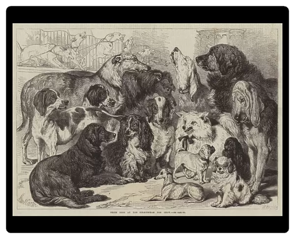 Prize Dogs at the Birmingham Dog Show (engraving)