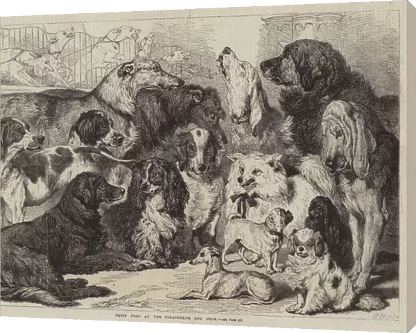 Prize Dogs at the Birmingham Dog Show (engraving)