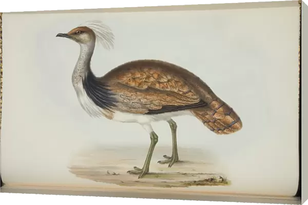 Bustard, from The Birds of Europe by John Gould, 1837 (colour litho)