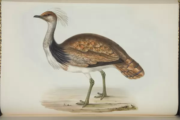 Bustard, from The Birds of Europe by John Gould, 1837 (colour litho)