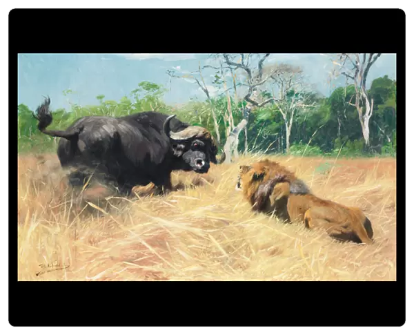 Buffalo and Lion Before the Fight, (oil on canvas)