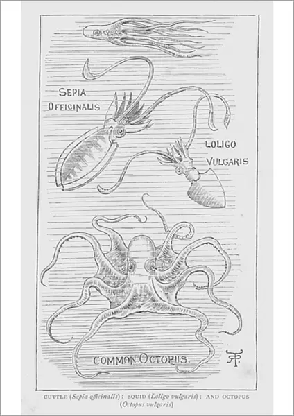 Cuttle, Sepia offcinalis; Squid, Loligo vulgaris; and Octopus, Octopus vulgaris (litho)