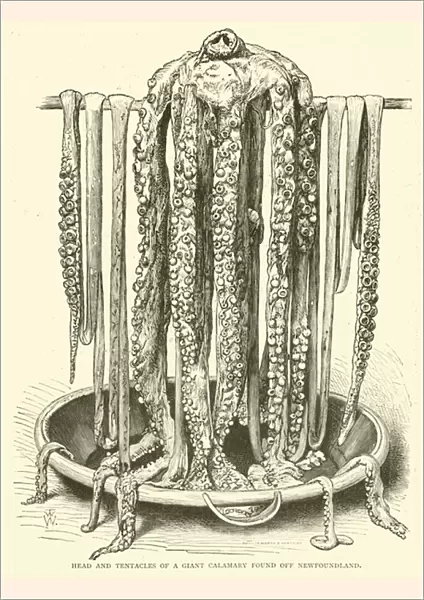 Head and Tentacles of a Giant Calamary found off Newfoundland (engraving)