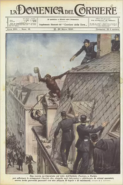 An eventful hunt on the roof of the Pasteur Institute, in Paris, to catch the chimpanze... (colour litho)