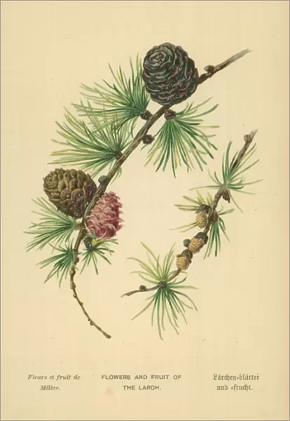 Flowers and Fruit of the Larch