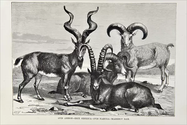 Ovis Ammon - Ibex Siberica - Ovis Nabura - Markhov Ram, illustration from