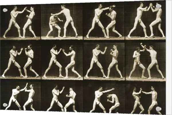 Two men boxing, from the Animal Locomotion; series, c. 1881 (b  /  w photo)