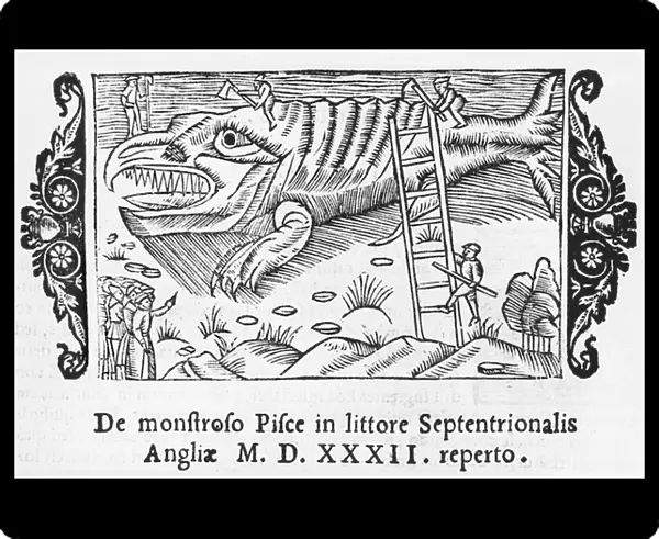 Fish monster, illustration from Historia de Gentibus Septentrionalibus