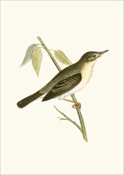 Olivaceous Warbler, illustration from A History of the Birds of Europe Not Observed in the British Isles by Charles Robert Bree (1811-86), published 1867 (colour litho)