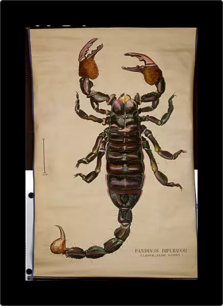 Poster of a Pandinus imperator (colour litho)