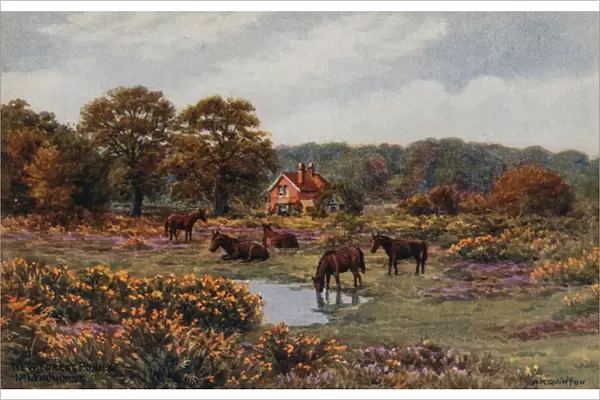 New Forest Ponies, Lyndhurst (colour litho)
