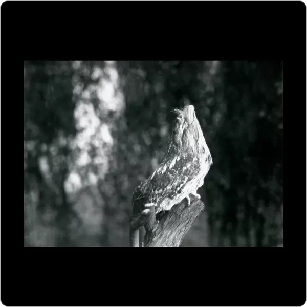 The cryptic plumage and resting pose of a Tawny Frogmouth camouflages it on a branch at
