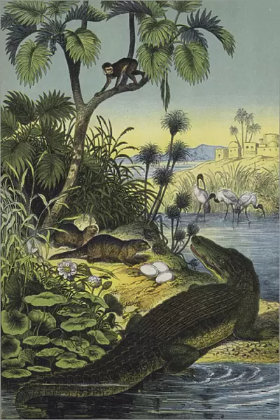 Animals and plants of the Valley of the Nile (colour litho)