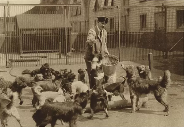 A keeper feeding dogs at Battersea Dogs Home (b  /  w photo)