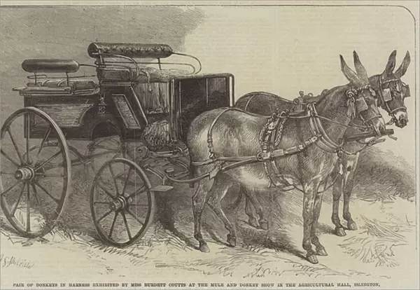Pair of Donkeys in Harness exhibited by Miss Burdett Coutts at the Mule and Donkey Show in the Agricultural Hall, Islington (engraving)