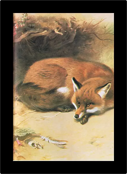 Fox, pub. by Book Club Associates, 1972 (colour litho)