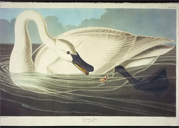 Trumpeter Swan (Olor Buccinator) plate CCCCVI from The Birds of America