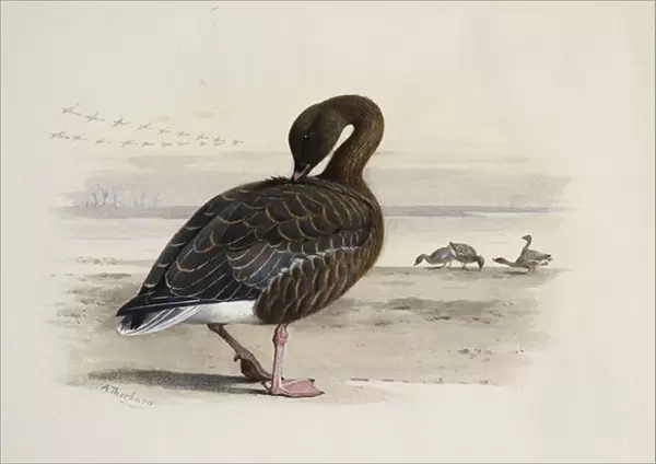 A Pink-Footed Goose, (pencil and watercolour heightened with white)
