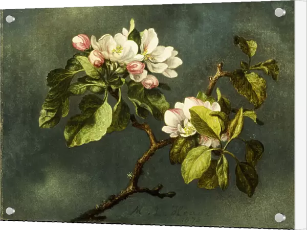 Apple Blossoms, (oil on canvas)