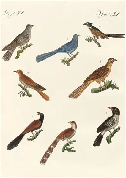 Cuckoos from various countries (coloured engraving)
