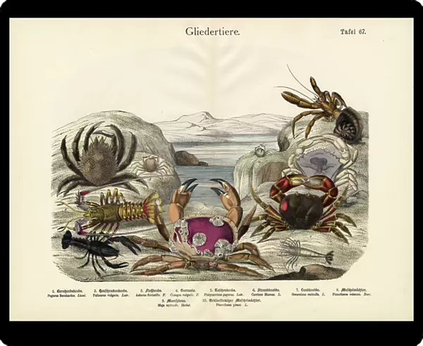 Crabs, c. 1860 (colour litho)