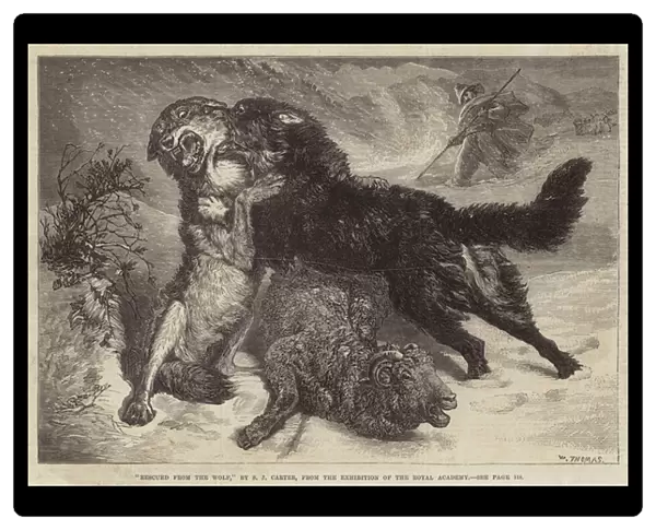Rescued from the Wolf (engraving)