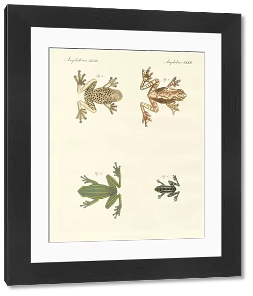 Different kinds of foreign tree frogs (coloured engraving)